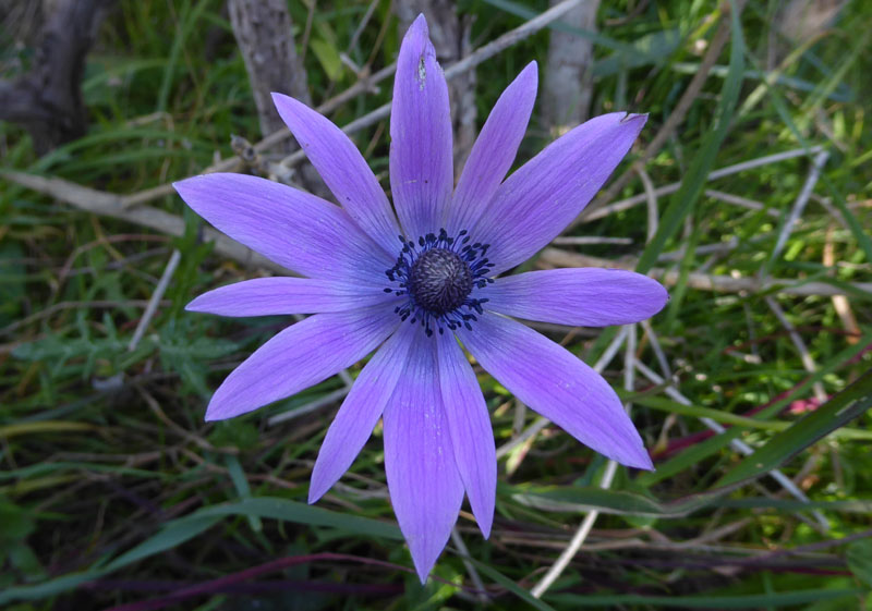 Anemone hortensis - Ranunculaceae